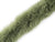 Moss green